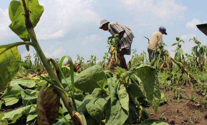 Tembakau di Tulungagung Gagal Panen Total, Petani Merugi Jutaan Rupiah