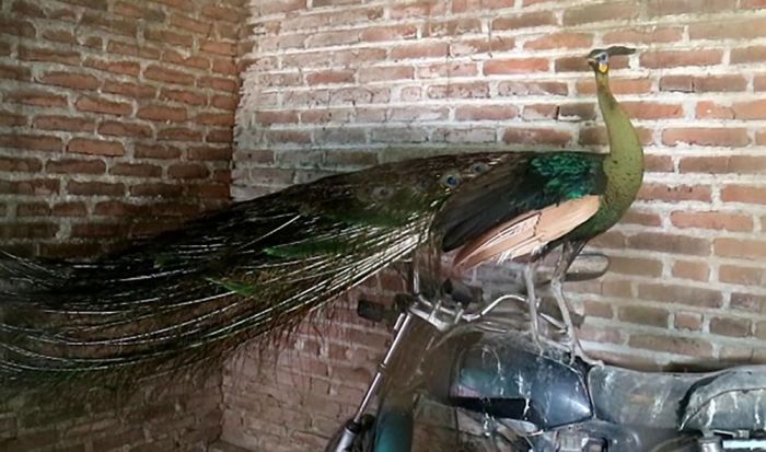 Penemuan Burung Merak di Area Pembangunan Bandara Kediri Diserahkan ke BKSDA Sidoarjo