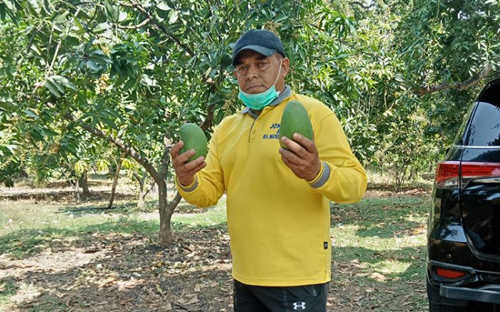 Awas Tertipu Penjual, Begini Ciri-Ciri Mangga Alpukat Asli Khas Pasuruan