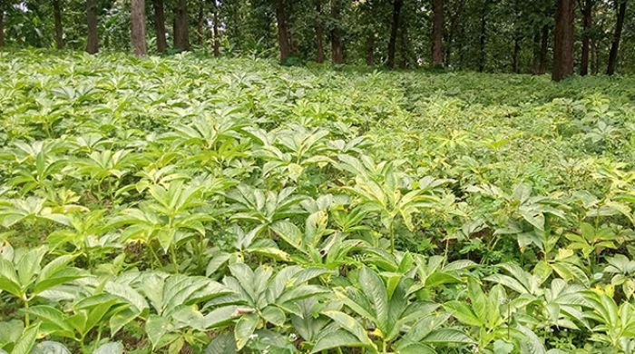 Harga Terjun Bebas, Petani Porang di Kare Madiun Menjerit