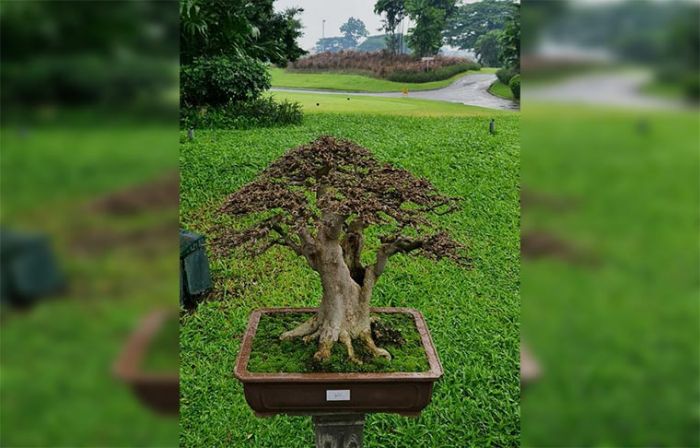 PPBI Surabaya Gelar Bursa Bonsai, dari Harga Rp 3 Juta Sampai Rp 60 Juta