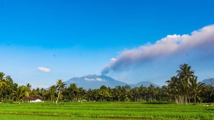 Dampak ​Erupsi Gunung Raung, 440 Hektare Area Pertanian di Banyuwangi Rusak