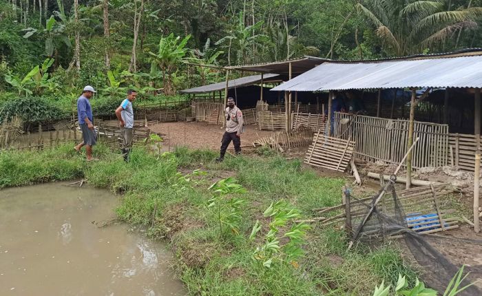 Maling Ternak Kembali Beraksi di Blitar, Kali ini Bawa Kabur 300 Ekor Bebek Warga Wlingi