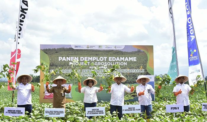 Petrokimia Gresik Sukses Tingkatkan Pendapatan Petani Edamame di Jember