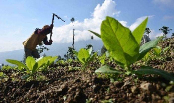 Salah Pola Tanam, Petani Tembakau di Sumenep Sering Rugi