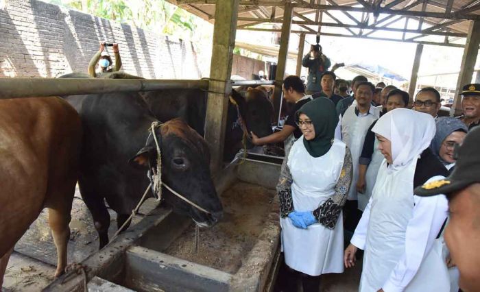 Sidak ke Sidoarjo, Gubernur Khofifah Pastikan Stok Hewan Kurban di Jawa Timur Aman