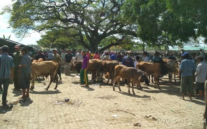 Momen Baik, Harga Sapi di Kerek Tuban Melambung