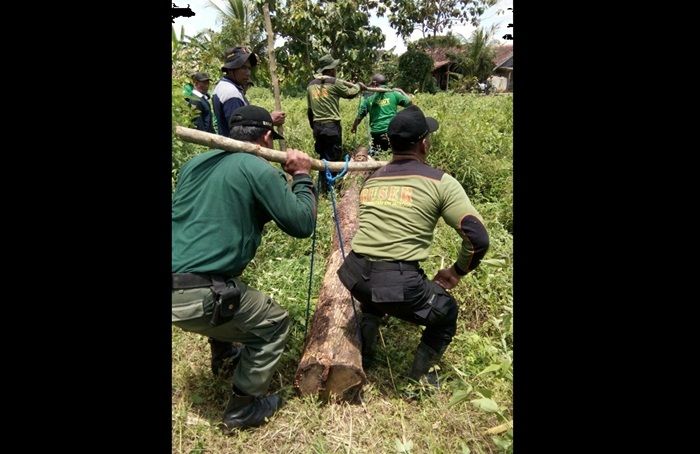 Operasi Gabungan, Polhutmob Perhutani Jatirogo Tuban Amankan 4 Batang Kayu Jati