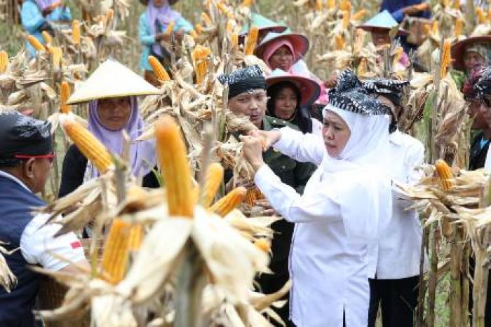 ​Penen Bareng Masyarakat Samin, Khofifah: Potensi Surplus Jagung Hingga April 1,6 Juta Ton