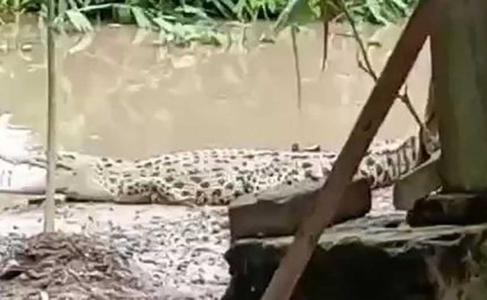 Kemunculan Buaya di Desa Kebonagung Bojonegoro Terekam Video