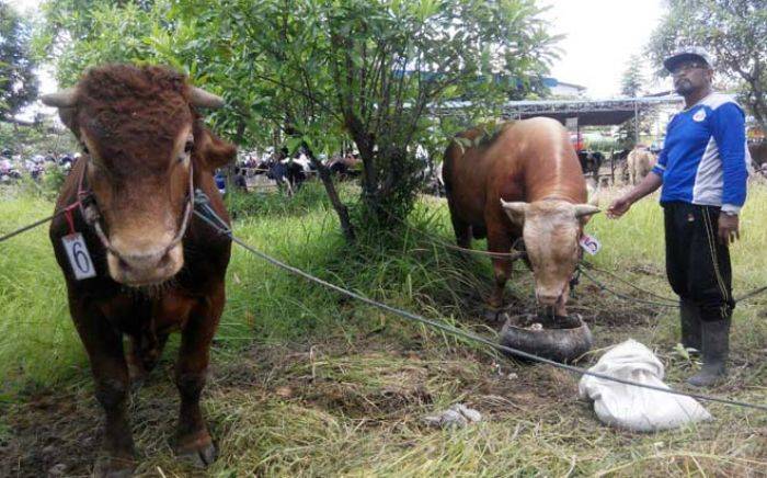 Manfaatkan Hari Tua, Pensiunan Polisi di Sidoarjo Jadi Peternak Sapi