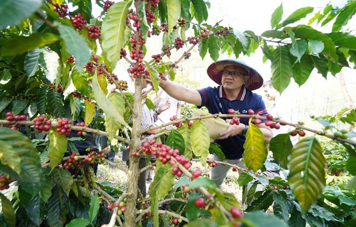 Pj. Wali Kota Batu Panen Perdana Kopi Arabica Asal Desa Bulukerto