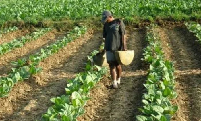 Di Tengah Keraguan Akibat Covid-19, Petani di Sampang Spekulasi Tanam Tembakau