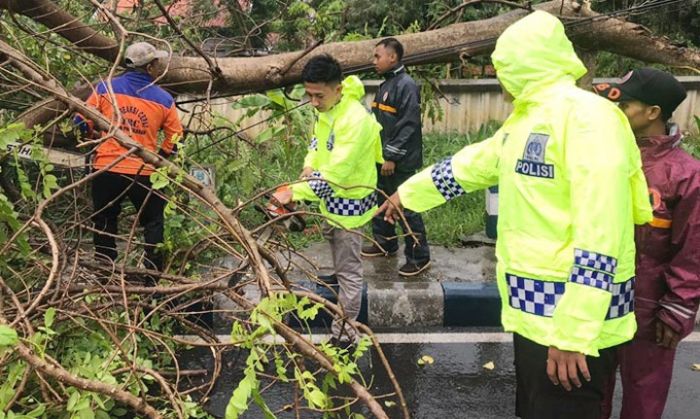 Hujan Deras dan Angin Kencang, Banyak Pohon Tumbang Tutupi Jalan di Pamekasan