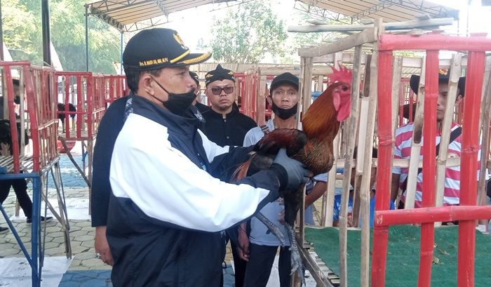 Giatkan Pecinta Ayam Pelung di Kota Madiun, Wali Kota Maidi Buka Kontes Regional