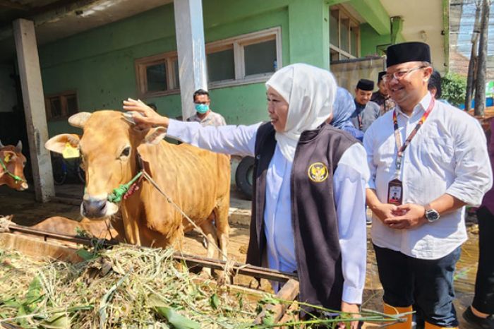 Tertinggi se-Indonesia, Gubernur Khofifah: Capaian Vaksinasi PMK Jatim Tembus 6,1 Juta Dosis