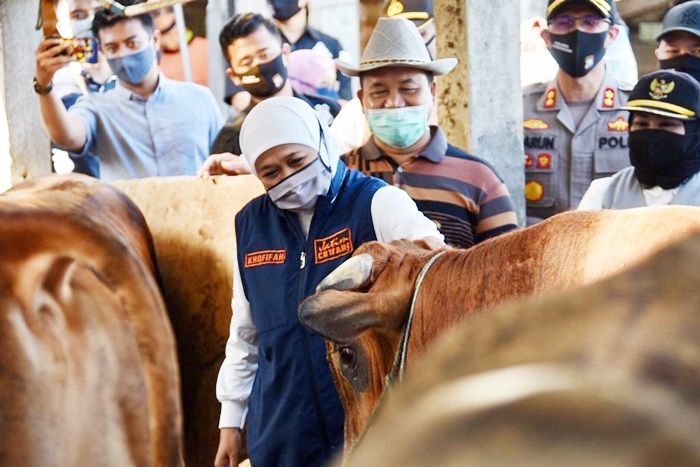 Ada 439.974 Hewan Kurban di Idul Adha 1443 H, Khofifah: Animo Warga Jatim Berkurban Sangat Tinggi