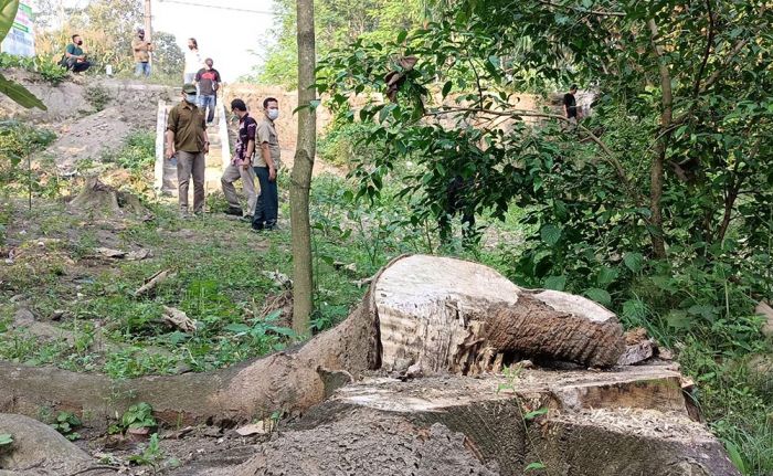 Kasus Penebangan Pohon di Sumber Mbah Jenggot, Pemdes Bedali Akui Beri Izin Secara Lisan