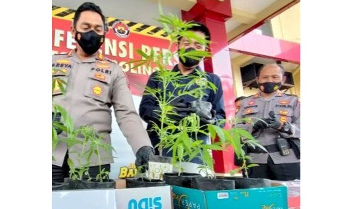 Tanam Ganja di Ladang dan Hendak Dijual, 10 Warga Probolinggo Diamankan Polisi