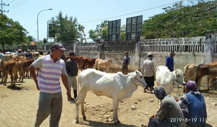 Pasca Hari Raya Kurban, Harga Sapi di Tuban Masih Tinggi