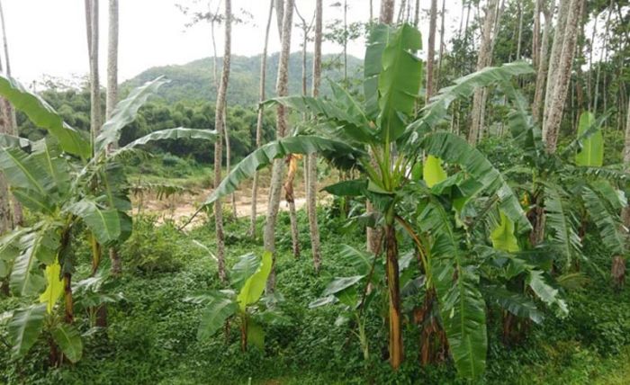 Abrasi Bantaran Sungai Grindulu di Desa Mentoro Ancam 64 Kepala Keluarga