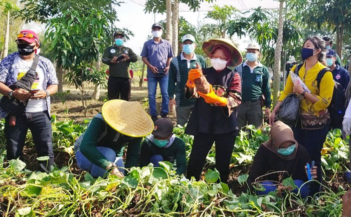 ​Bakal Jadi Pusat Agrowisata, Wali Kota Risma Gelar Panen Raya di BTKD Jeruk