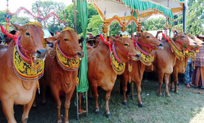 Festival Sape Sonok Bangkalan Pikat Wisatawan Asing 