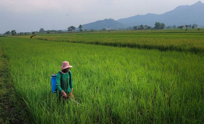 Kendalikan Populasi Hama Wereng, DKPP Kota Kediri dan Petani Manfaatkan Agensia Hayati