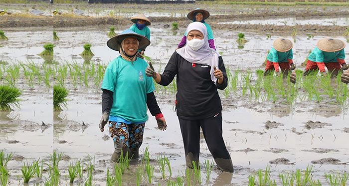 Dukung Kedaulatan Pangan Nasional, Gubernur Khofifah Galakkan Aksi Percepatan Tanam Padi