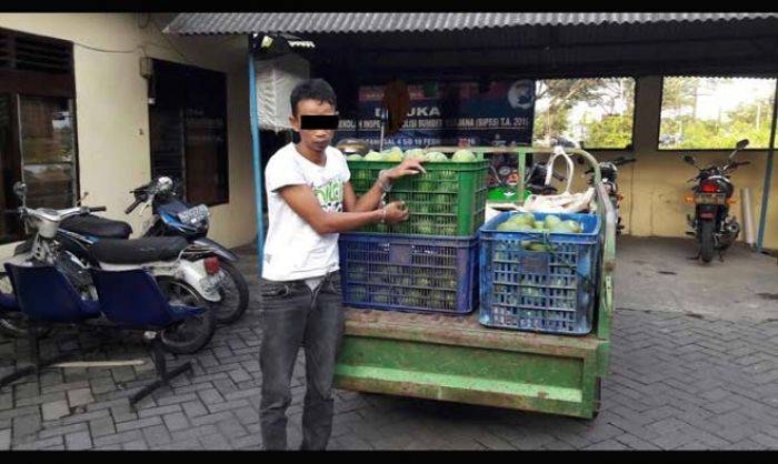 Maling Spesialis Mangga di Pasuruan Diringkus