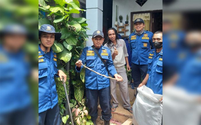 Sembunyi di Pot Bunga Rumah Warga, Ular Piton Diamankan Damkar Gresik