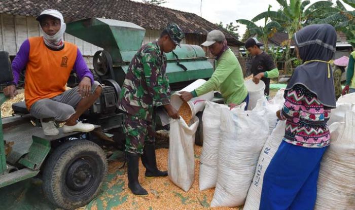 TMMD ke-104 di Parengan, Satgas Bantu Petani Jagung