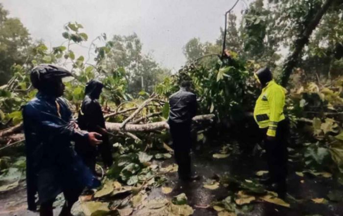 Hujan dan Angin Kencang Tumbangkan Pohon Jati Setinggi 50 Meter di Sumenep