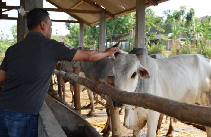 Harga Hewan Kurban di Bojonegoro Mulai Naik