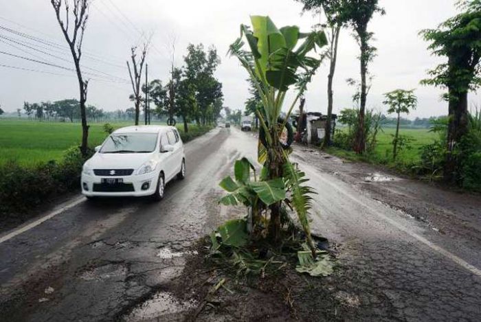 Protes Jalan Rusak di Kecamatan Perak, Warga Setempat Tanam Pisang di Tengah Jalan