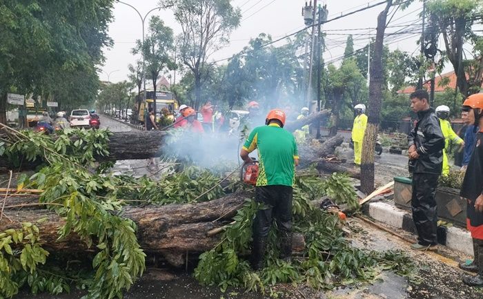 Hujan Disertai Angin Kencang Landa Gresik, Puluhan Pohon Tua Tumbang, Tutup Jalan hingga Timpa Rumah