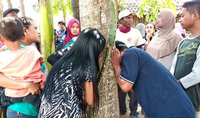 Jember Heboh, Pohon Akasia Terdengar Menangis, Ratusan Warga Berbondong Mendengarkan