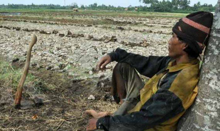 Asuransi untuk Petani Padi Rp 150 M Dinilai masih Sedikit