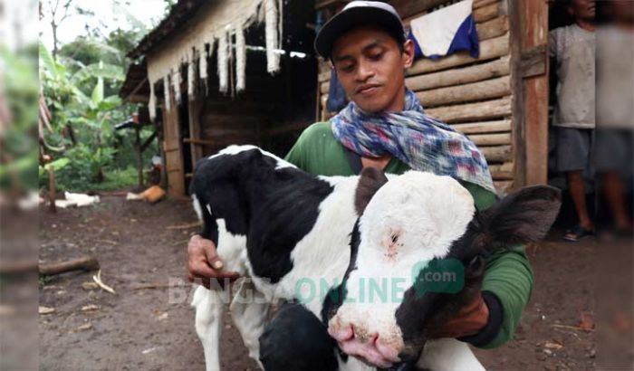 Heboh Sapi Bermata Tiga dan Berhidung Dua di Jombang, Jalannya Mundur