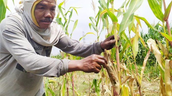 Hama Tikus Serang Ratusan Hektare Tanaman Jagung di Jombang, Petani Dipastikan Merugi