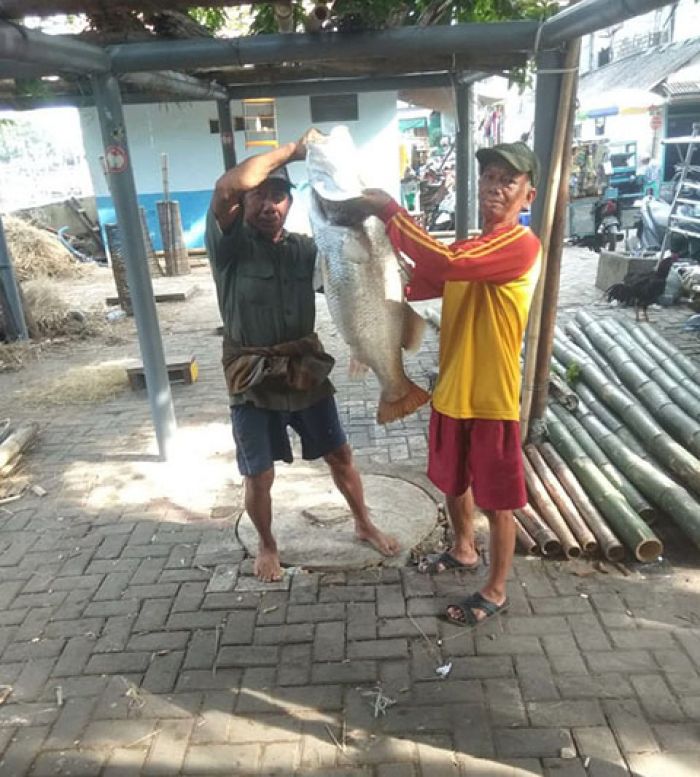 Serunya Mancing Ikan Kakap Putih di Teluk Lamong