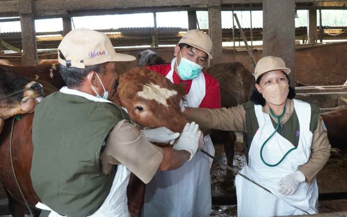 Jelang Iduladha 1445 H, Ketersediaan Hewan Kurban di Lamongan Aman