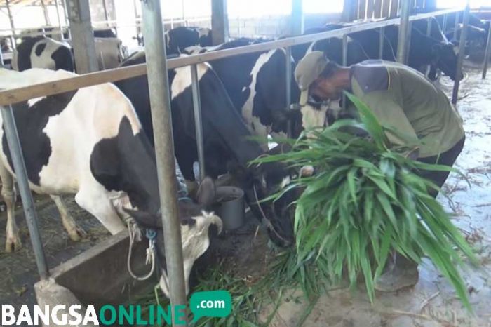 Peternak Sapi Perah di Jombang Dipusingkan Naiknya Harga Pakan