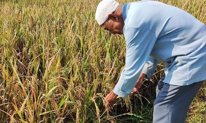 Tanaman Padi ​Diduga Terserang Wereng Cokelat, Petani di Kediri Merugi