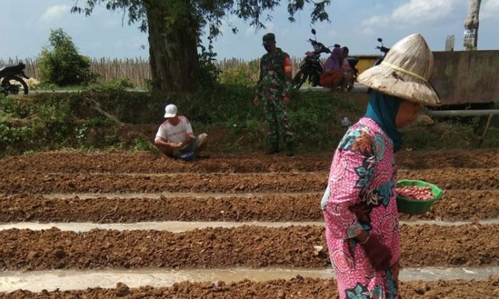 ​Laksanakan Komsos, Babinsa Koramil 0827/16 Gapura Lakukan Pendampingan Terhadap Masyarakat Petani