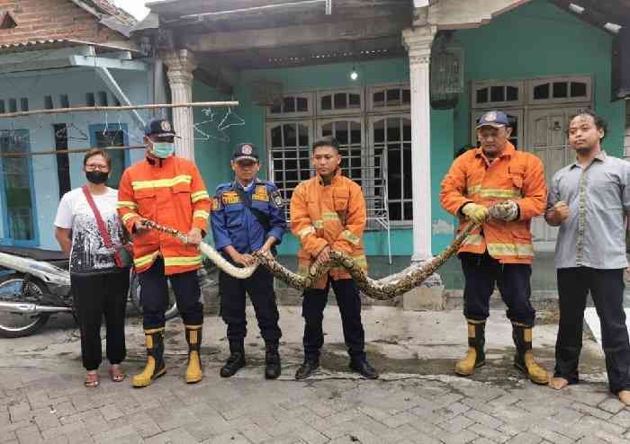 Damkar Gresik Tangkap Ular Piton Sepanjang 4 Meter