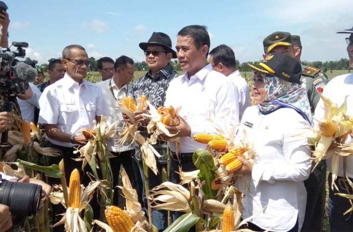 Panen Raya, Mentan Kagum dengan Petani Jagung Lamongan