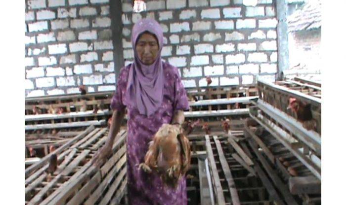 Puluhan Unggas di Lamongan Mati Mendadak, Diduga Flu Burung