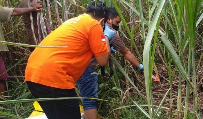 Mayat Perempuan Telanjang di Kebun Tebu Gegerkan Warga Jombang