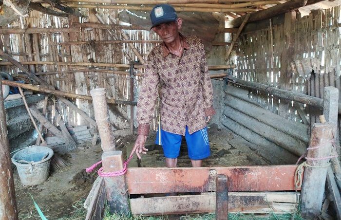 Sapi Digondol Pakai Pikap, Warga Wonoasih Kota Probolinggo Rugi Rp 20 Juta